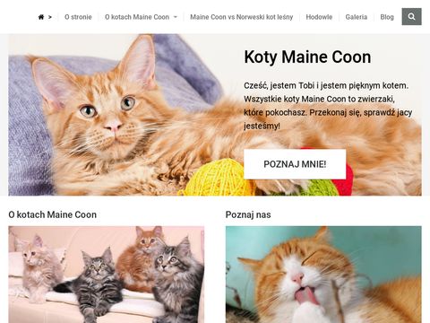 Koty Maine Coon