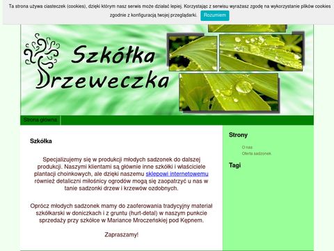 Rośliny doniczkowe - Acacia Kraków