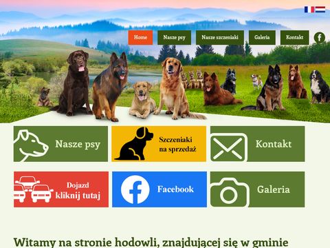 Psy rasowe - ipies.pl
