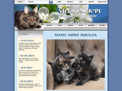 Villa Park*PL hodowla kotów maine coon - kocięta koty galeria