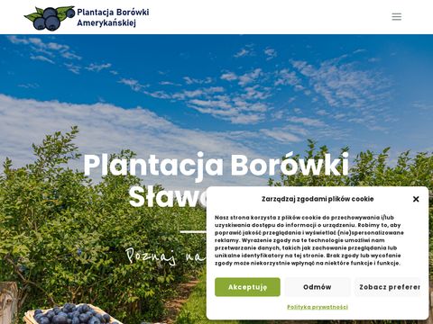 Szkółka drzew owocowych - drzewkaowocowe.com
